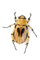 Dung Beetle (Scarabaeidae), Barbilla National Park, Costa Rica