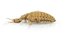 Antlion (Myrmeleontidae) larva, Barbilla National Park, Costa Rica