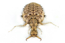 Antlion (Myrmeleontidae) larva, Barbilla National Park, Costa Rica