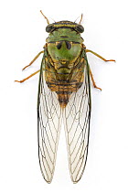Cicada (Cicadidae), Barbilla National Park, Costa Rica