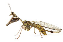 Mantis Fly (Mantispidae), Tapanti National Park, Cartago, Costa Rica
