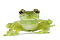 Leaf Frog (Cochranella spinosa), Tapanti National Park, Cartago, Costa Rica
