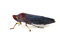 Leafhopper (Cicadellidae), Barbilla National Park, Costa Rica
