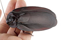 Wood Cockroach (Megaloblatta blaberoides), Barbilla National Park, Costa Rica