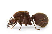Leafcutter Ant (Atta cephalotes) queen, Barbilla National Park, Costa Rica