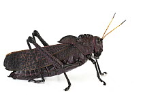 Lubber Grasshopper (Taeniopoda reticulata), Barbilla National Park, Costa Rica