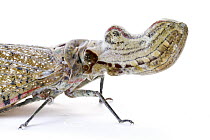 Lantern Bug (Fulgora sp), La Selva Biological Research Station, Heredia, Costa Rica