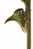 Treehopper (Umbonia crassicornis) mimicking thorn, La Selva Biological Research Station, Heredia, Costa Rica