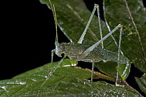 Katydid (Phrictaetypus sp), Muller Range, Papua New Guinea