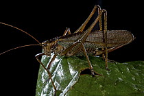 Katydid (Mossula sp), newly discovered species, Muller Range, Papua New Guinea