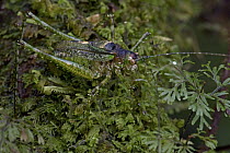 Katydid (Tettigoniidae) camouflaged on moss, newly discovered species, Muller Range, Papua New Guinea