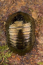 Ball Cockroach (Perisphaerus sp), Muller Range, Papua New Guinea