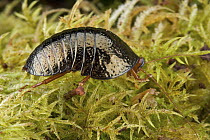 Ball Cockroach (Perisphaerus sp), Muller Range, Papua New Guinea