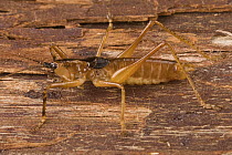 Katydid (Tettigoniidae), Papua New Guinea