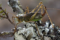 Katydid (Tettigoniidae), newly discovered species, Muller Range, Papua New Guinea