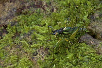 Katydid (Tettigoniidae) camouflaged on moss, newly discovered species, Muller Range, Papua New Guinea