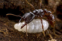 Dracula Ant (Amblyopone sp) worker puncturing the skin of a larva to sip its trickling blood, this behavior does not seem to harm the larva, but feeds the adults, Muller Range, Papua New Guinea