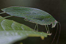 Katydid (Caedicia sp), Muller Range, Papua New Guinea