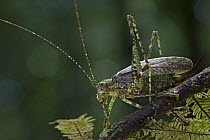 Katydid (Mossula sp), newly discovered species, Muller Range, Papua New Guinea