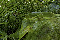 Katydid (Biroa curvicauda) camouflaged in rainforest, New Britain, Papua New Guinea
