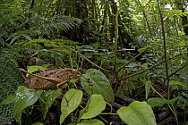 Katydid (Eumecopoda cyrtoscelis) in rainforest, New Britain, Papua New Guinea