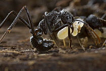 Metalic Ant (Rhytidoponera sp) carrying larva, New Britain, Papua New Guinea