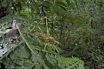 Katydid (Huona variegata) in rainforest, New Britain, Papua New Guinea