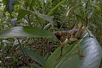Solom Katydid (Salomona bispinosa) in rainforest, New Britain, Papua New Guinea