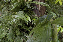 Katydid (Phrictaetypus viridis) camouflaged in rainforest, New Britain, Papua New Guinea