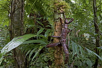 Stick Insect (Eurycantha calcarata) in rainforest, New Britain, Papua New Guinea