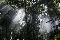 Morning mist in rainforest, New Britain, Papua New Guinea