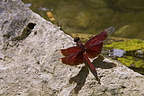 Dragonfly (Neurothemis stigmatizans), New Britain, Papua New Guinea