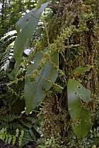 Stick Insect (Oreophasma sp) camouflaged in rainforest, New Britain, Papua New Guinea