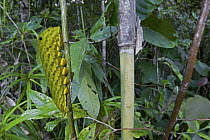 Swallowtail (Papilionidae) caterpillar, New Britain, Papua New Guinea