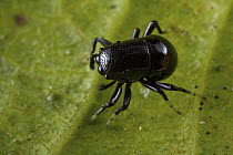 Beetle-mimicking Jumping Spider (Coccorchestes sp), New Britain, Papua New Guinea