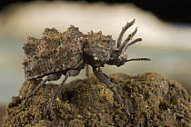 Hide Beetle (Trogidae), New Britain, Papua New Guinea