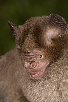 Fawn Roundleaf Bat (Hipposideros cervinus), New Britain, Papua New Guinea