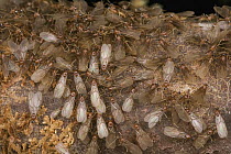 Ant (Formicidae) group, New Britain, Papua New Guinea