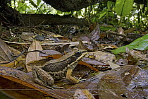 Tree Frog (Rana sp) camouflaged in leaf litter, New Britain, Papua New Guinea