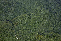Rainforest, Nakanai Mountains, New Britain, Papua New Guinea