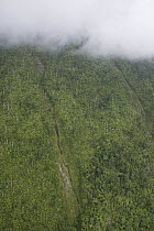 Rainforest on mountain, Nakanai Mountains, New Britain, Papua New Guinea