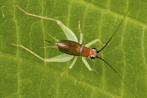 Cricket (Gryllidae), New Britain, Papua New Guinea