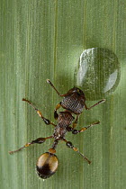 Ant (Podomyrma sp) drinking from water droplet on leaf, Nakanai Mountains, New Britain, Papua New Guinea