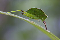 Katydid (Phyllophorella sp), New Britain, Papua New Guinea