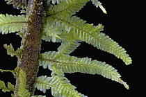 Moss on a branch in rainforest, New Britain, Papua New Guinea