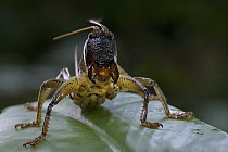 Solom Katydid (Salomona bispinosa), New Britain, Papua New Guinea
