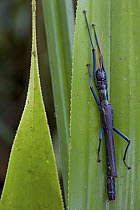 Indigo Walking Stick (Megacrania nigrosulfurea), New Britain, Papua New Guinea
