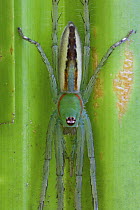 Fishing Spider (Pisauridae), New Britain, Papua New Guinea