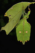 Leaf Insect (Phyllium sp) mimicking leaf, New Britain, Papua New Guinea