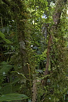 Cicada (Cosmopsaltria sp) in rainforest, New Britain, Papua New Guinea